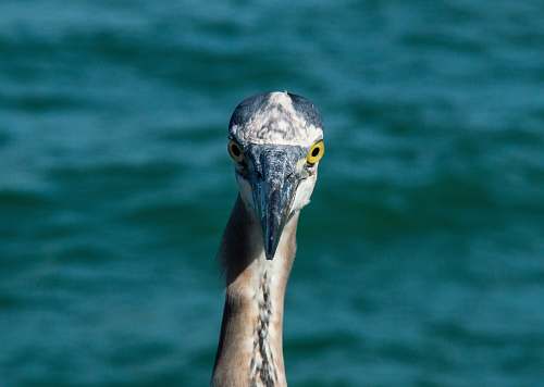 anna maria island shallow focus photography of bird animal